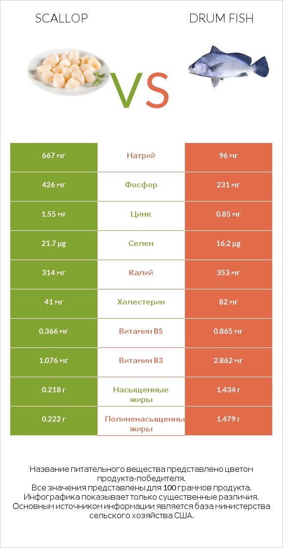 Scallop vs Drum fish infographic