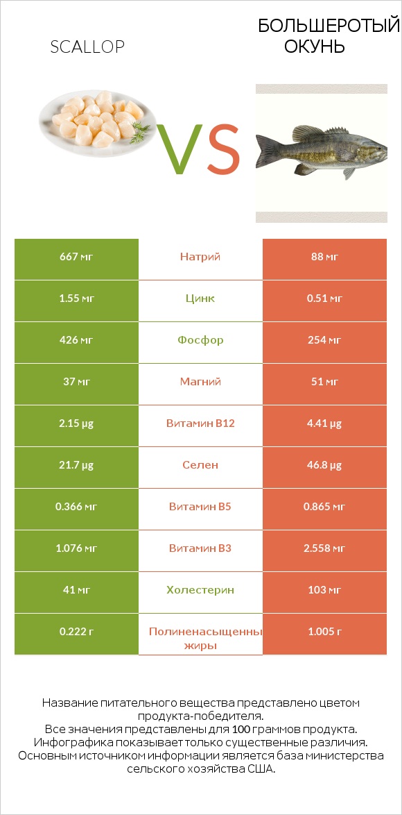 Scallop vs Большеротый окунь infographic