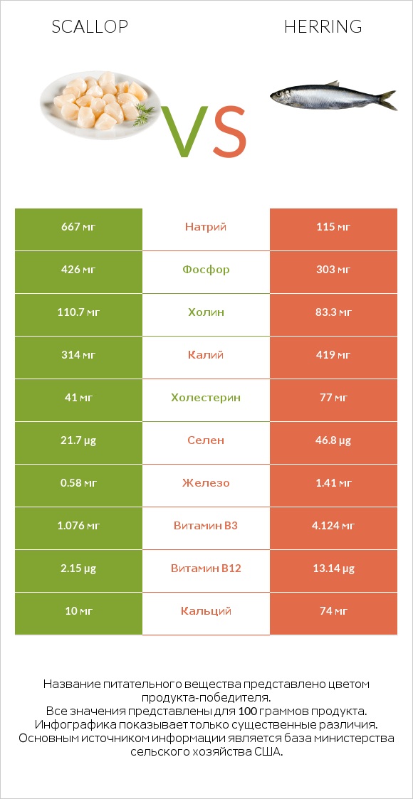 Scallop vs Herring infographic