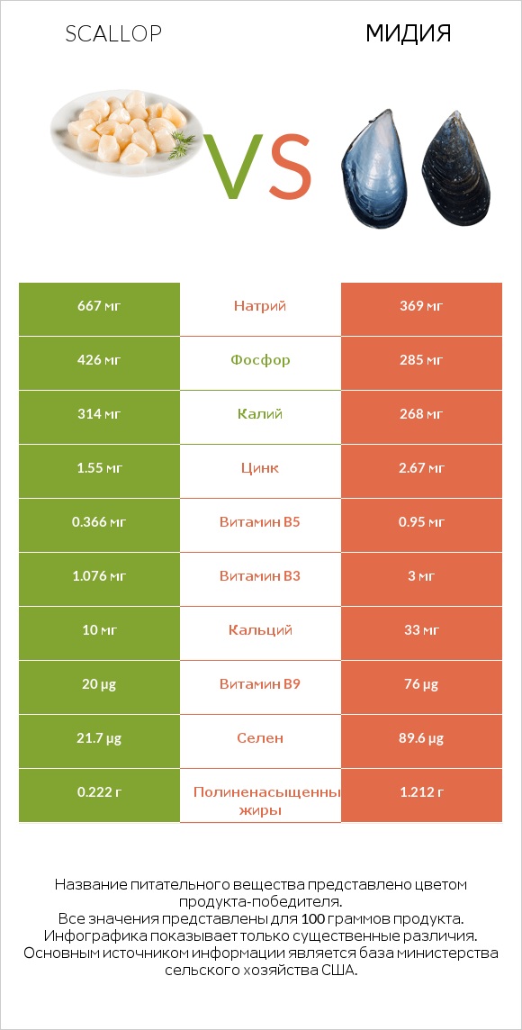 Scallop vs Мидия infographic