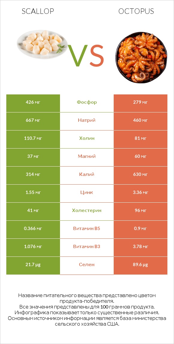 Scallop vs Octopus infographic