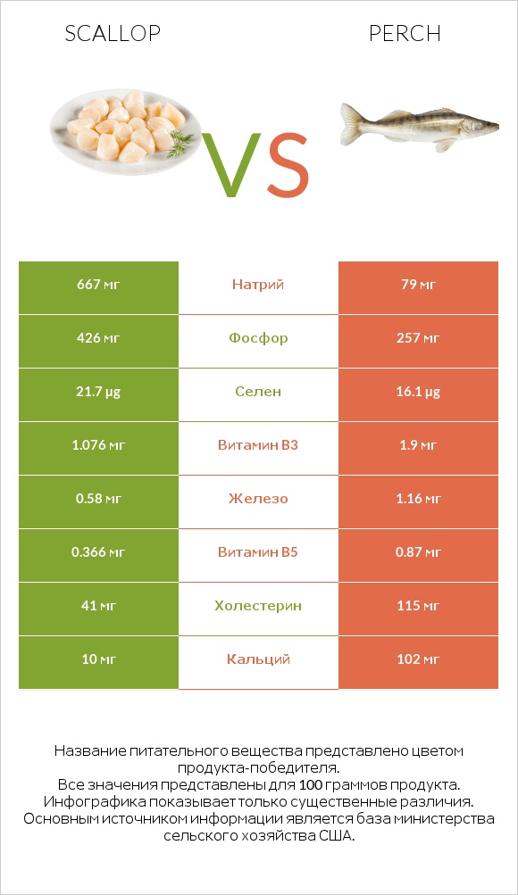 Scallop vs Perch infographic