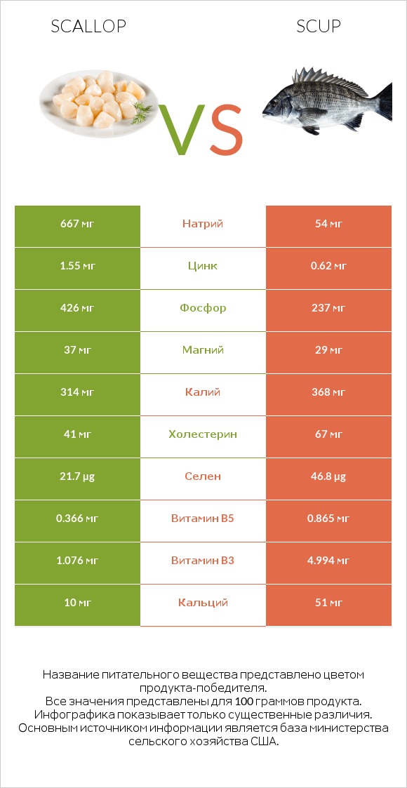 Scallop vs Scup infographic