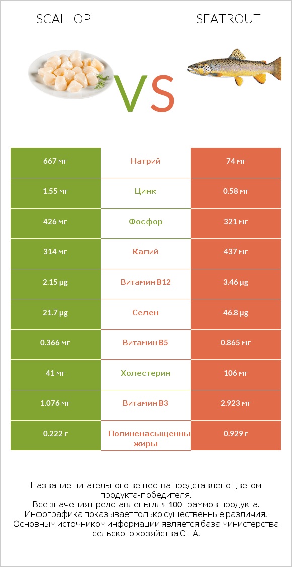 Scallop vs Seatrout infographic