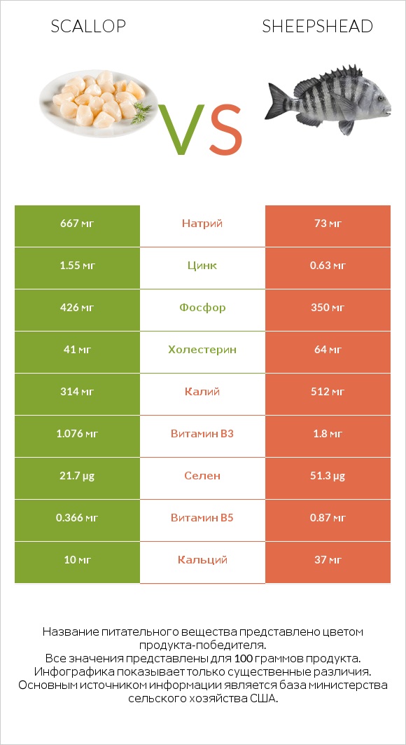 Scallop vs Sheepshead infographic