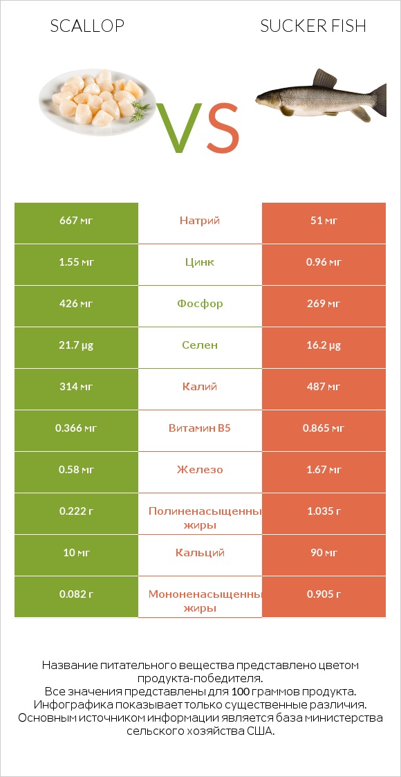 Scallop vs Sucker fish infographic