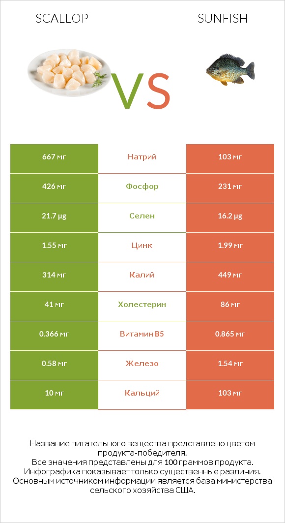 Scallop vs Sunfish infographic