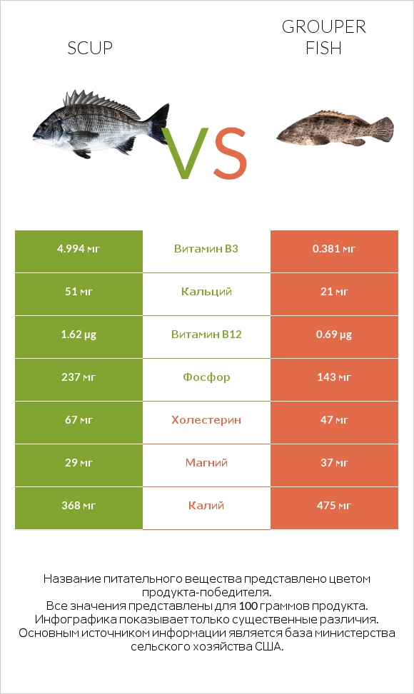 Scup vs Grouper fish infographic