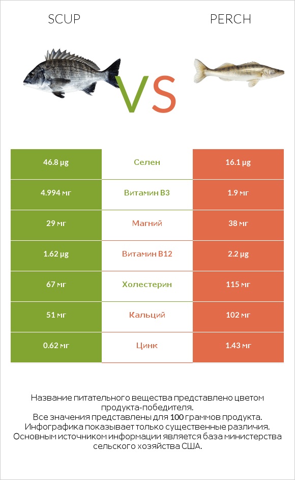 Scup vs Perch infographic