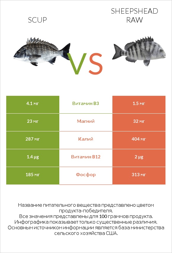 Scup vs Sheepshead raw infographic