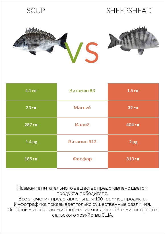 Scup vs Sheepshead infographic