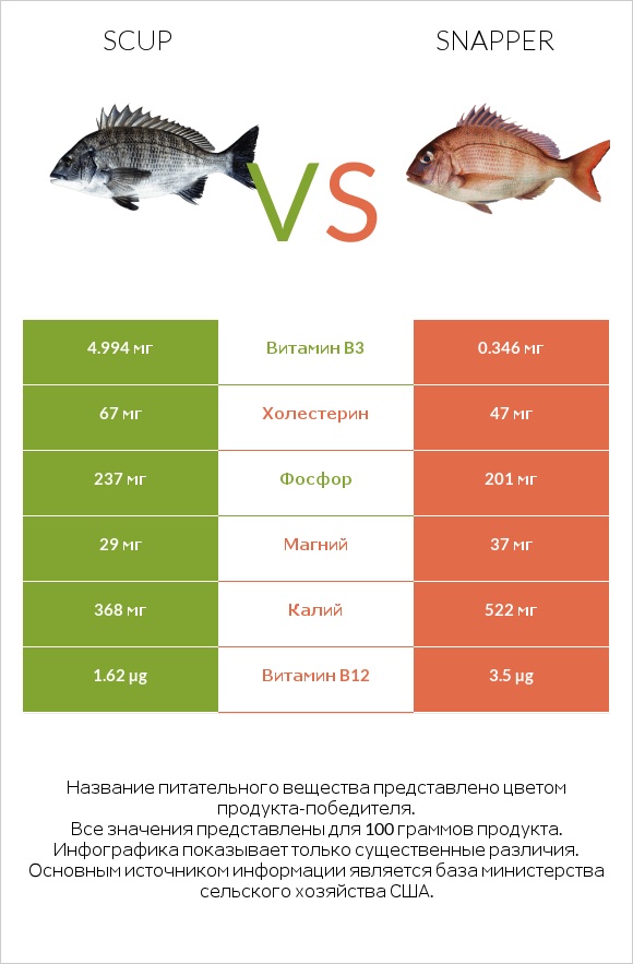 Scup vs Snapper infographic