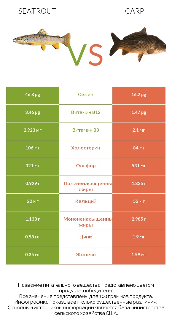 Seatrout vs Carp infographic