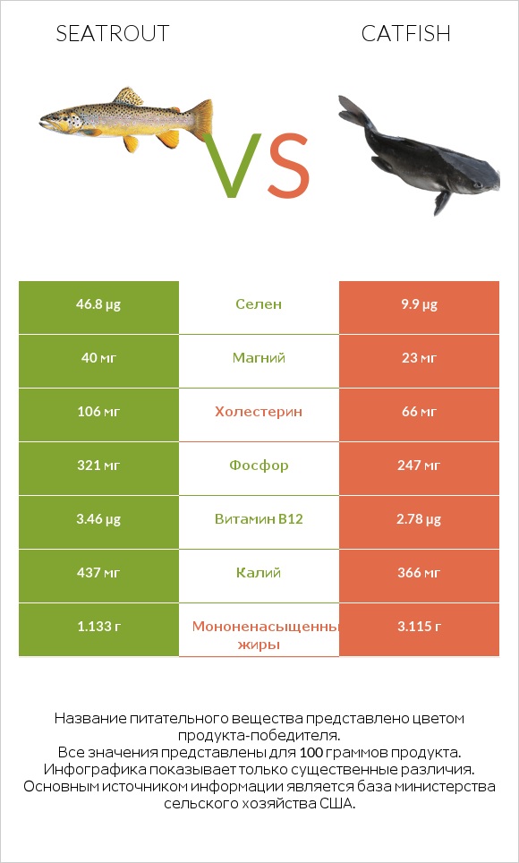 Seatrout vs Catfish infographic