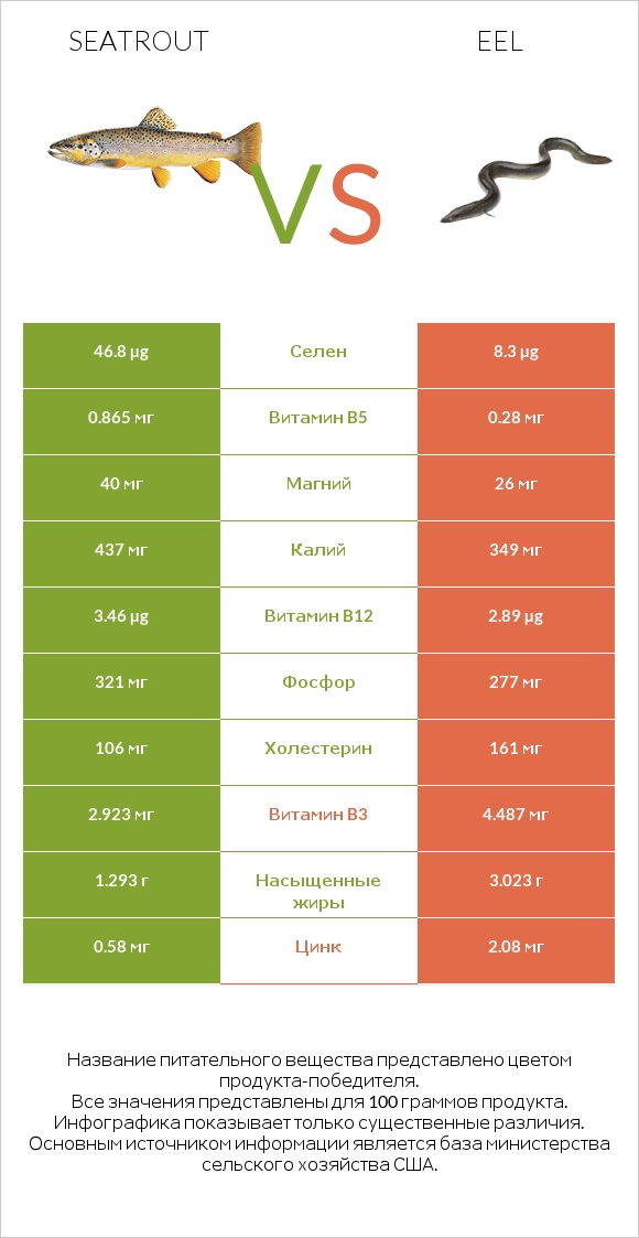 Seatrout vs Eel infographic