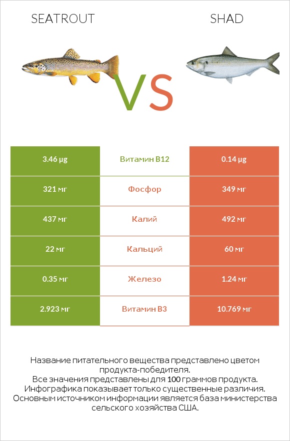 Seatrout vs Shad infographic