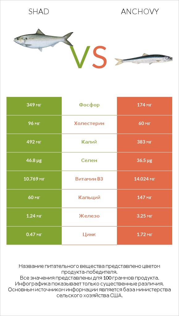 Shad vs Anchovy infographic