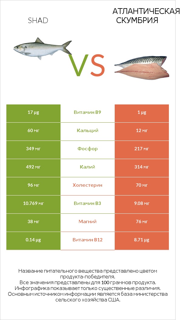 Shad vs Атлантическая скумбрия infographic
