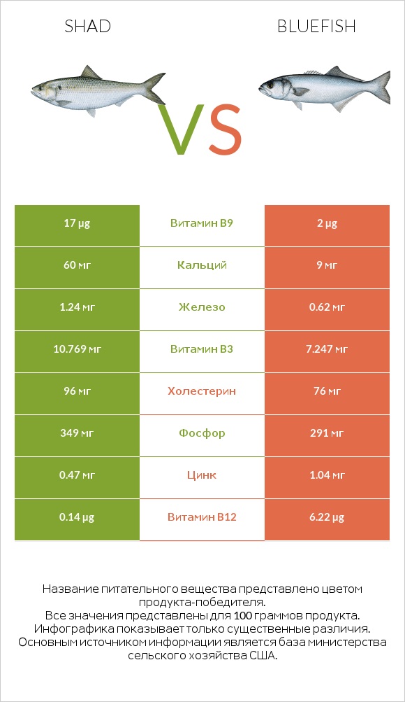 Shad vs Bluefish infographic