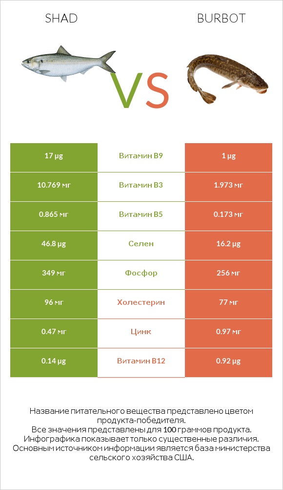 Shad vs Burbot infographic