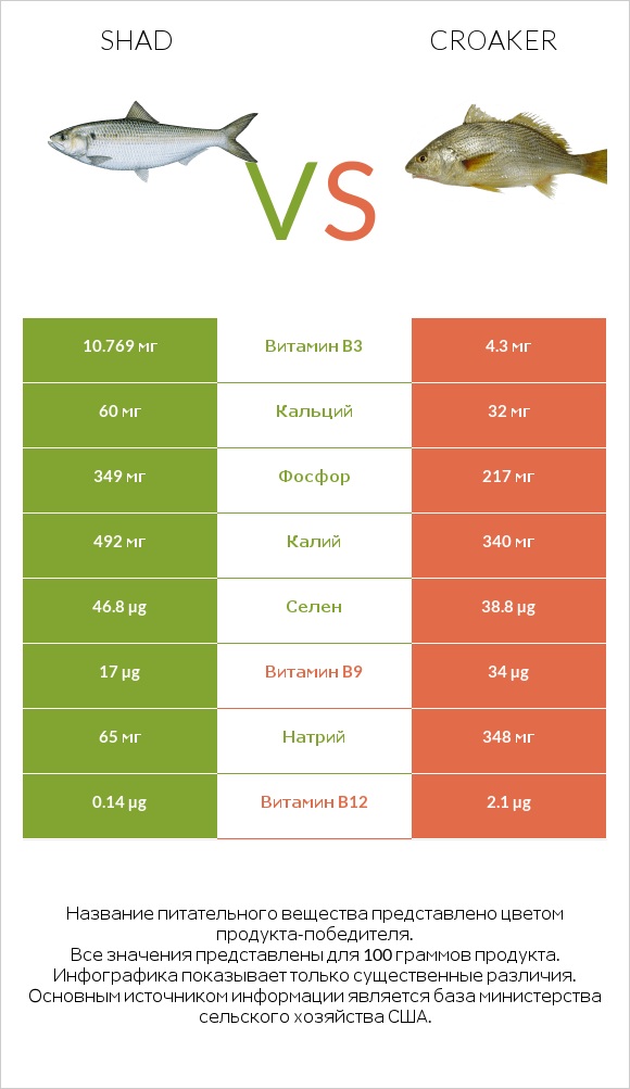 Shad vs Croaker infographic