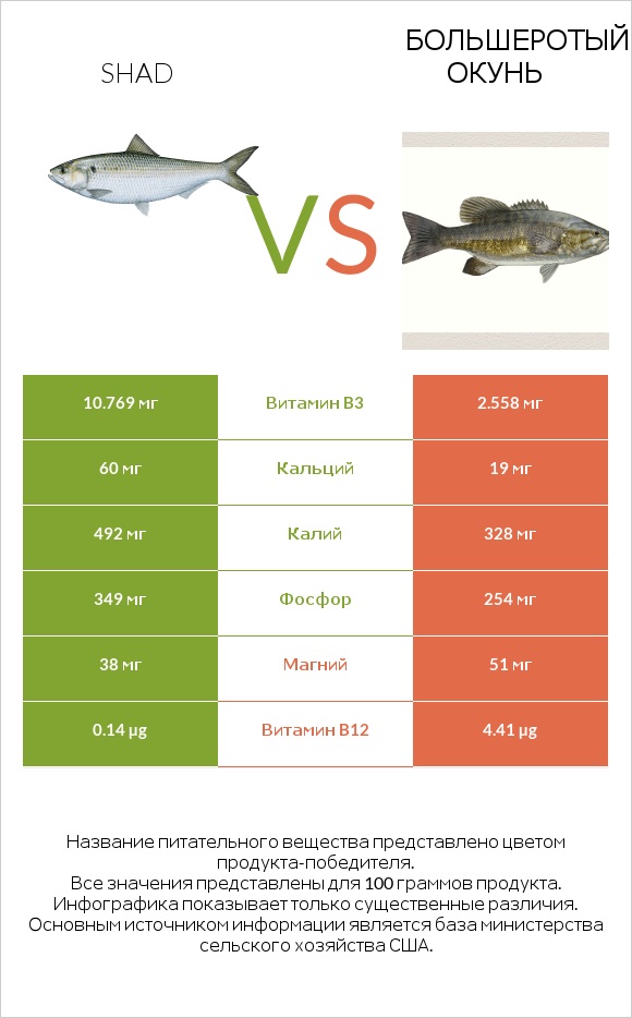 Shad vs Большеротый окунь infographic