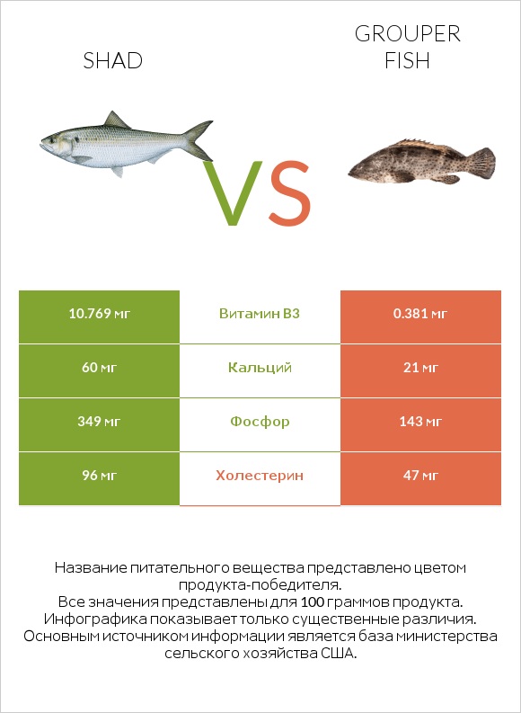 Shad vs Grouper fish infographic