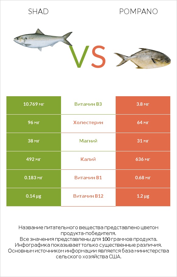 Shad vs Pompano infographic