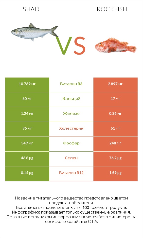 Shad vs Rockfish infographic