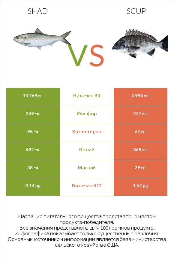 Shad vs Scup infographic