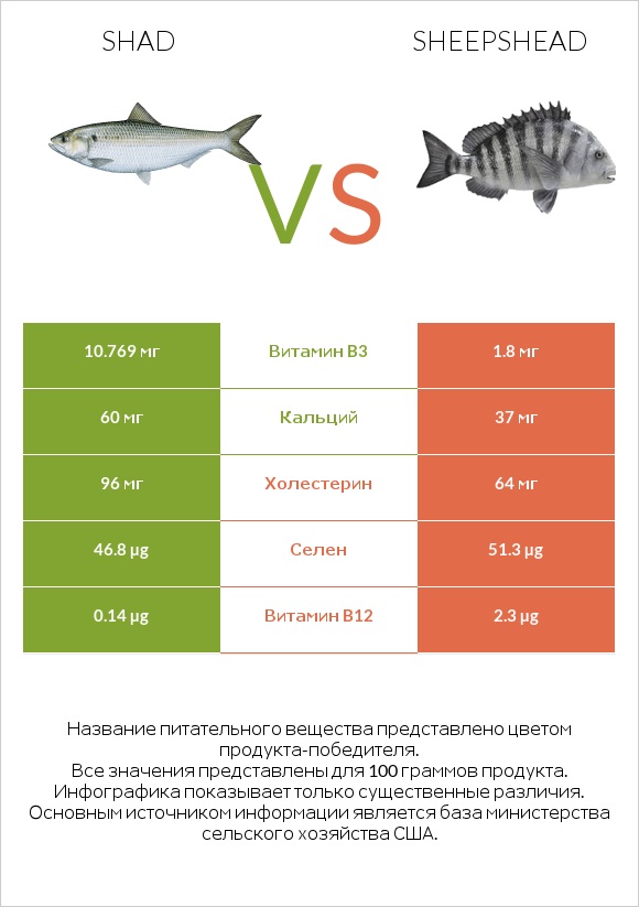 Shad vs Sheepshead infographic