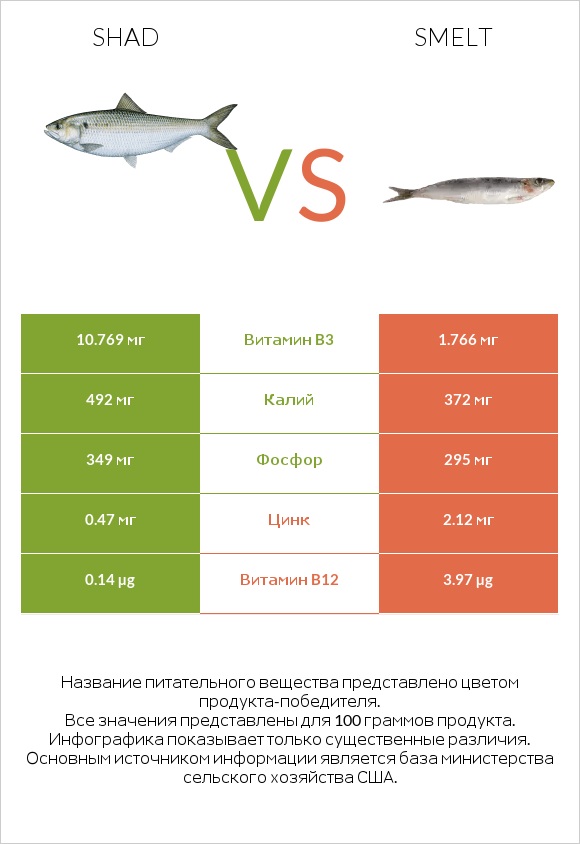 Shad vs Smelt infographic