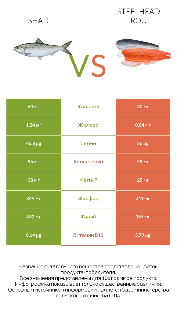 Shad vs Steelhead trout infographic