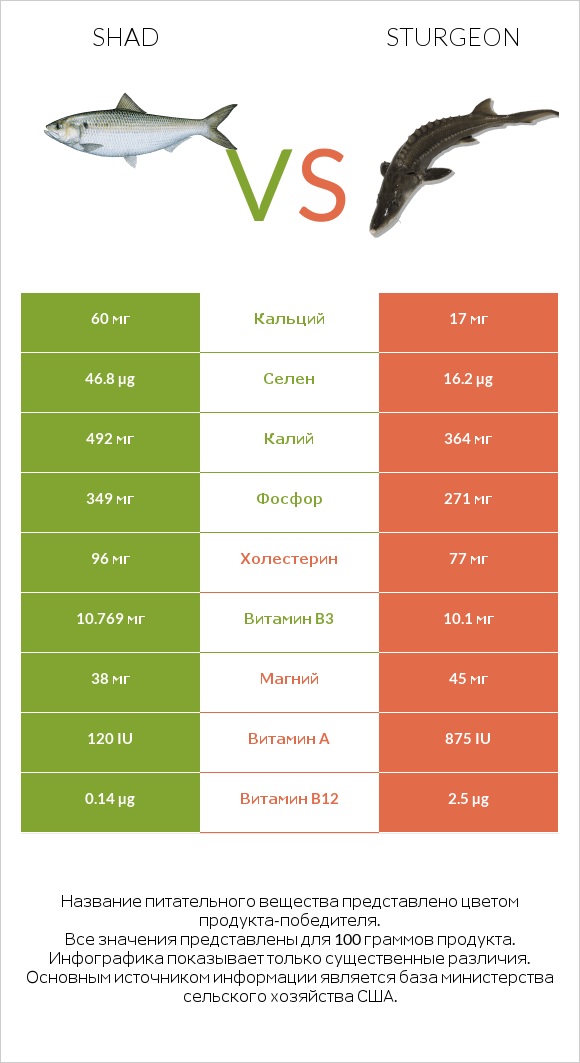 Shad vs Sturgeon infographic