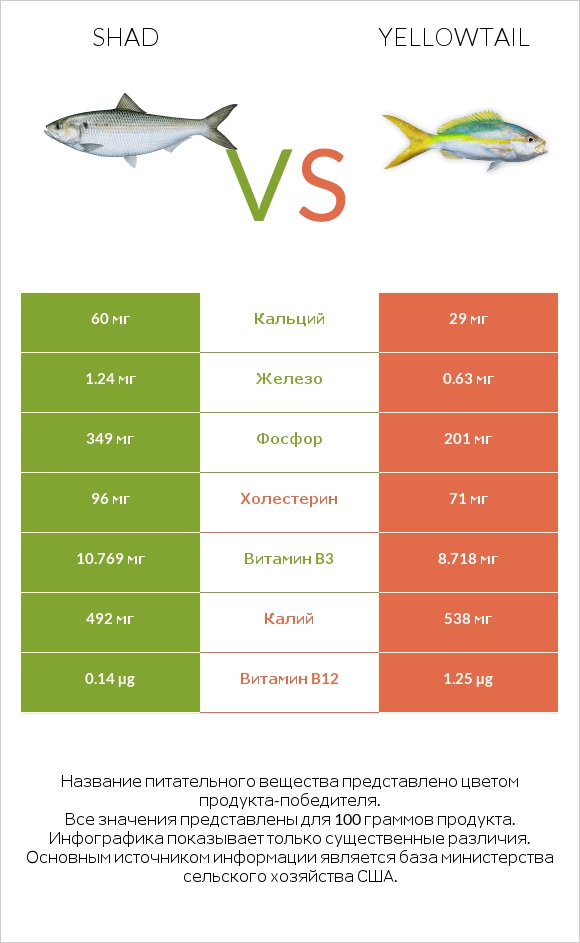 Shad vs Yellowtail infographic