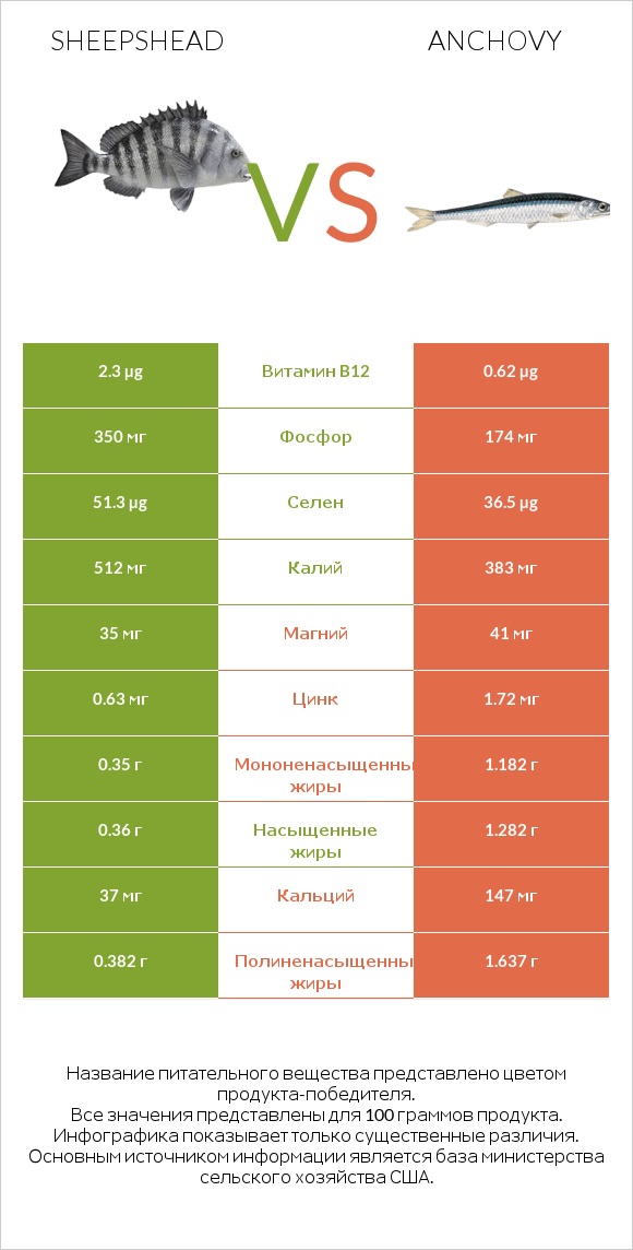 Sheepshead vs Anchovy infographic