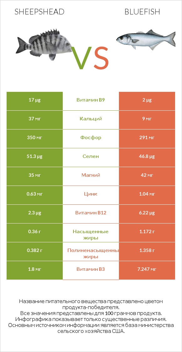 Sheepshead vs Bluefish infographic