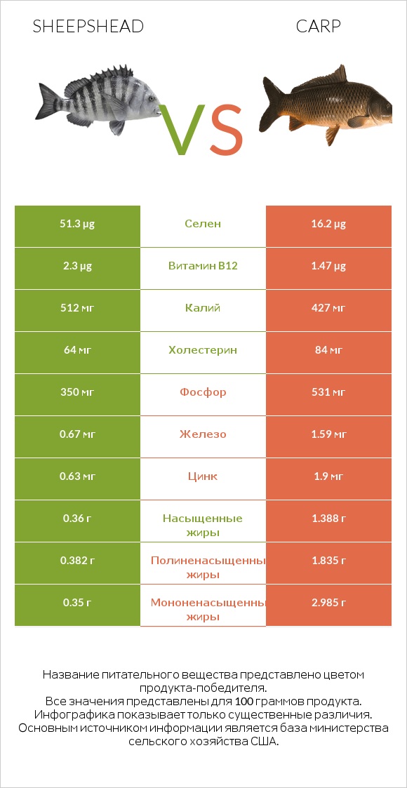 Sheepshead vs Carp infographic