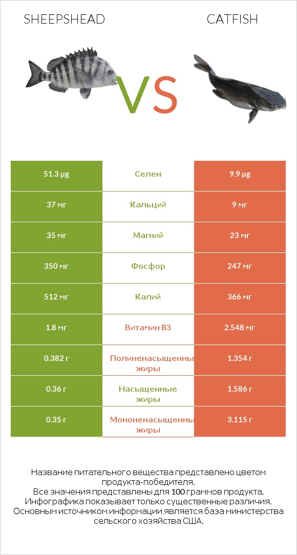 Sheepshead vs Catfish infographic