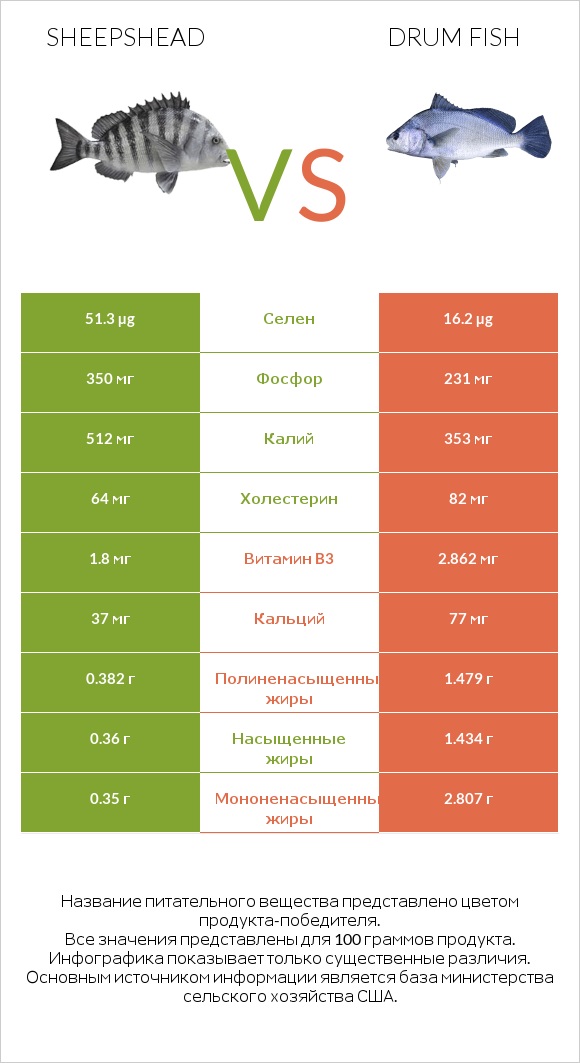 Sheepshead vs Drum fish infographic