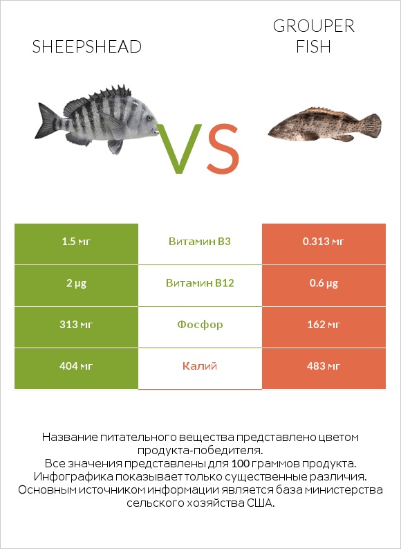 Sheepshead vs Grouper fish infographic