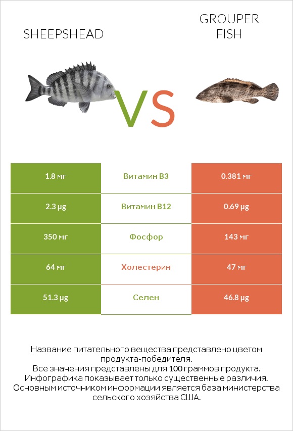 Sheepshead vs Grouper fish infographic