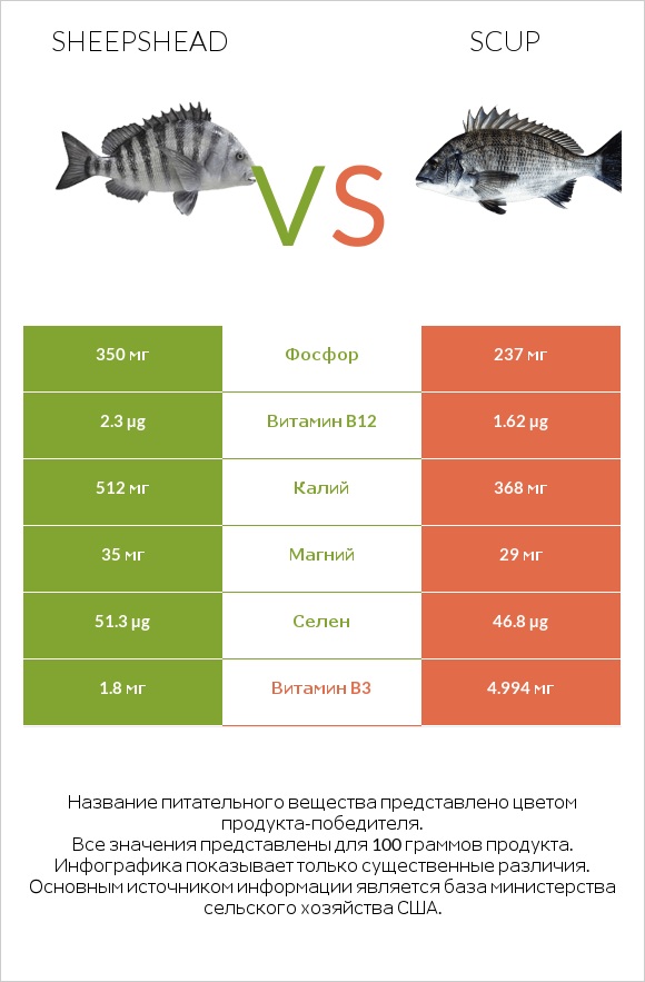 Sheepshead vs Scup infographic