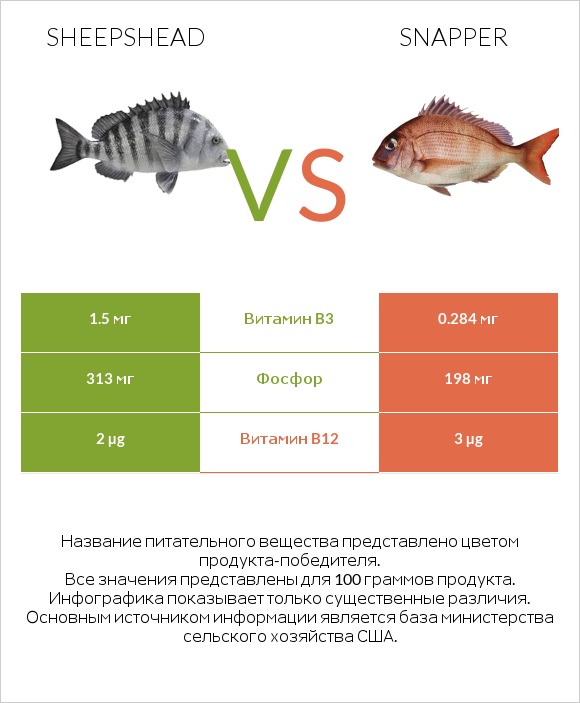 Sheepshead vs Snapper infographic