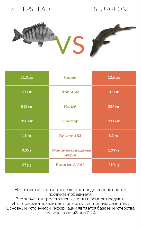 Sheepshead vs Sturgeon infographic