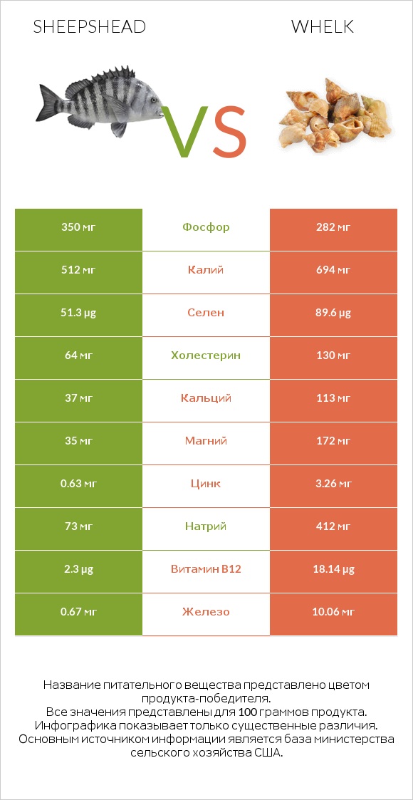 Sheepshead vs Whelk infographic