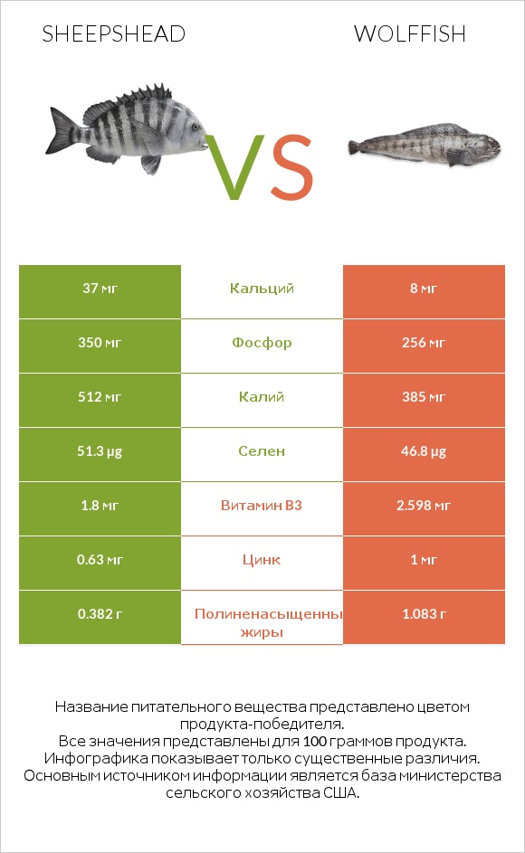 Sheepshead vs Wolffish infographic