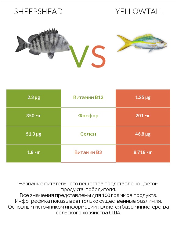 Sheepshead vs Yellowtail infographic