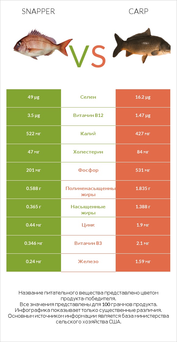 Snapper vs Carp infographic