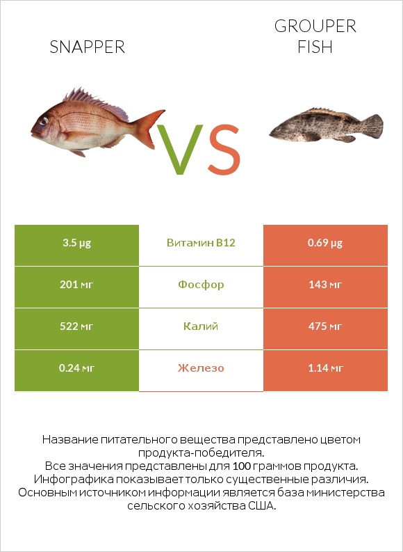 Snapper vs Grouper fish infographic